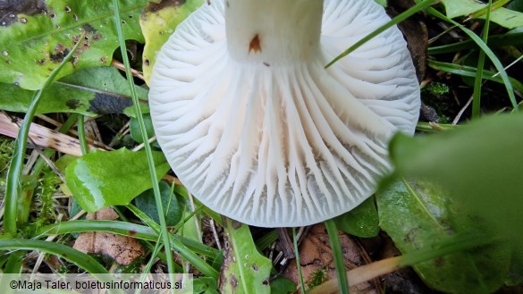 Hygrocybe virginea var. virginea