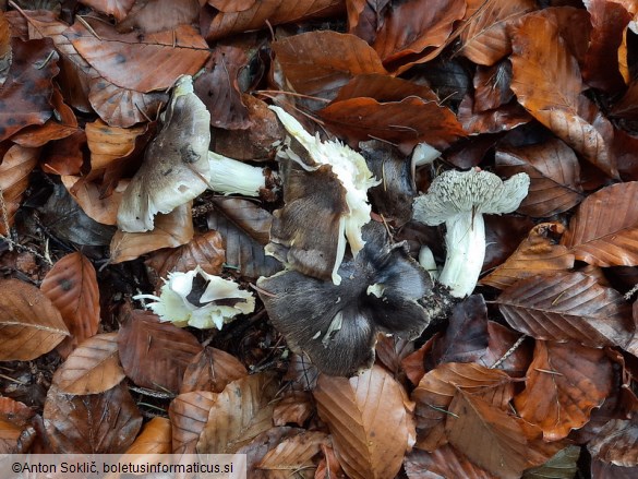 Tricholoma portentosum