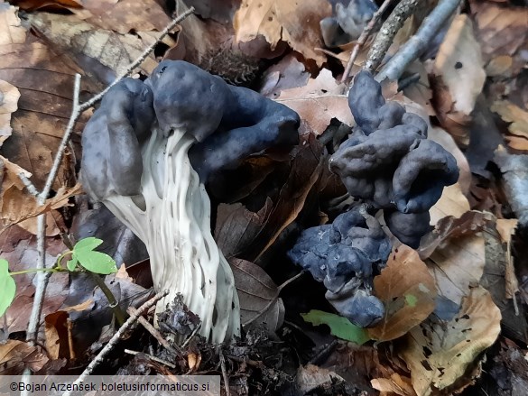 Helvella lacunosa