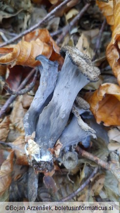 Craterellus cornucopioides