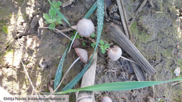 Psathyrella panaeoloides