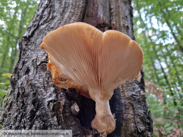 Pleurotus dryinus