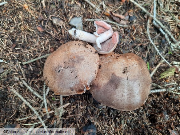 Agaricus sylvaticus