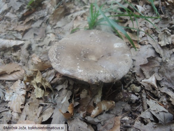 Russula nigricans