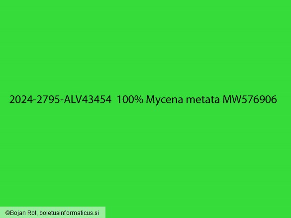 Mycena metata