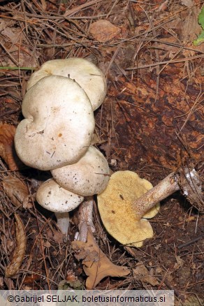 Suillus placidus