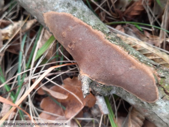 Phellinus ferruginosus