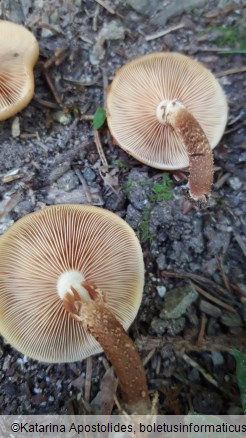 Kuehneromyces mutabilis