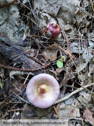 Russula amara
