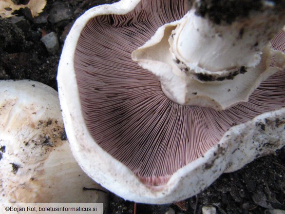 Agaricus bitorquis