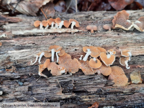 Panellus stipticus