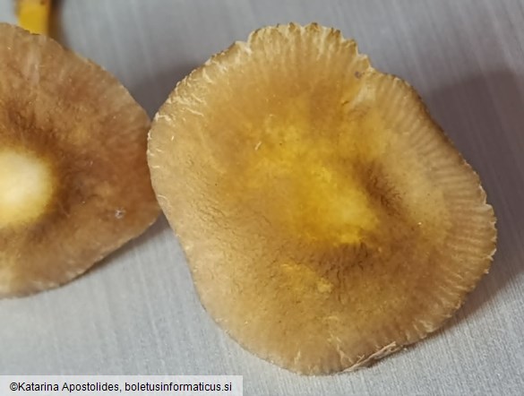 Pluteus vellingae