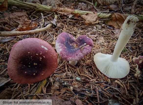 Russula fragilis