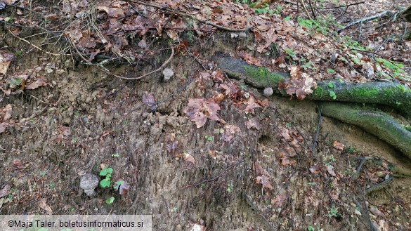 Strobilomyces strobilaceus