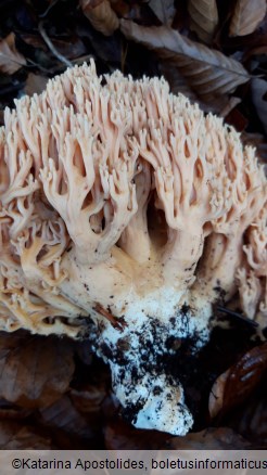 Ramaria formosa