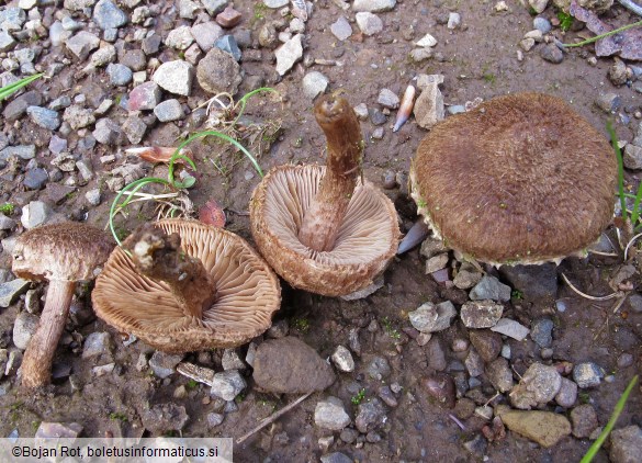 Inocybe lacera