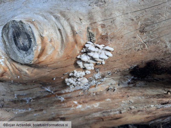 Schizophyllum commune