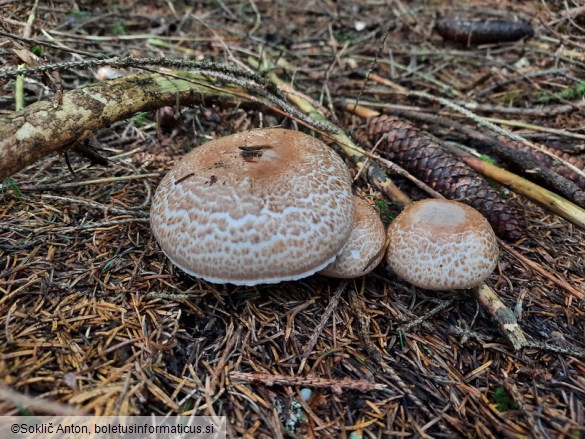 Agaricus sylvaticus