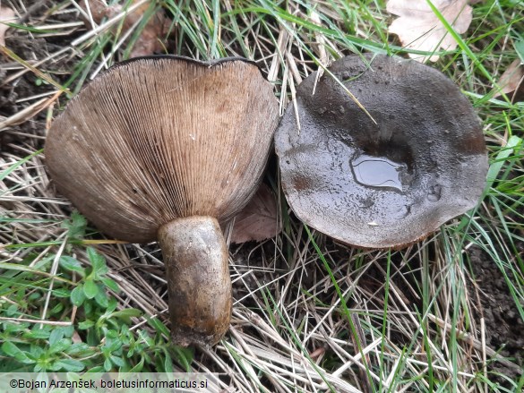 Lactarius turpis