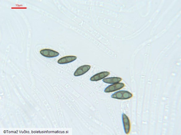 Hypomontagnella submonticulosa
