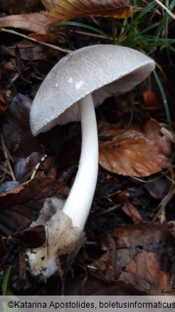 Volvariella taylorii