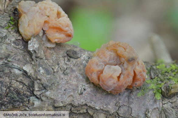 Tremella encephala