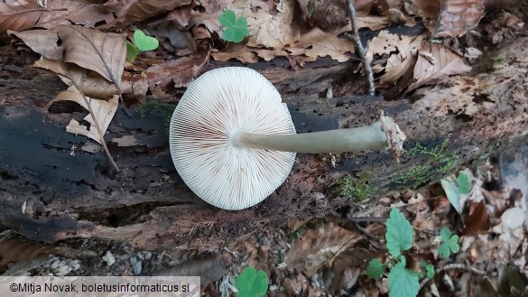 Pluteus salicinus