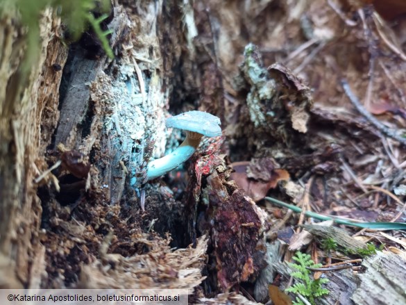 Rhizocybe pruinosa