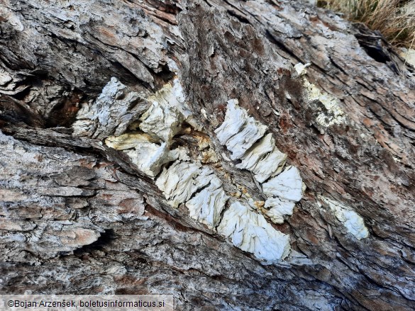 Laetiporus montanus