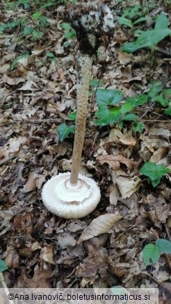 Macrolepiota procera