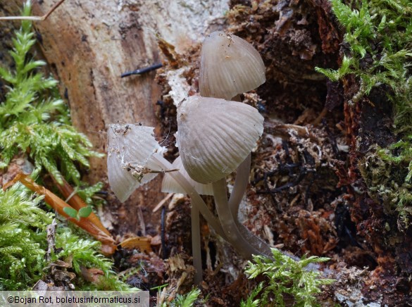 Mycena abramsii