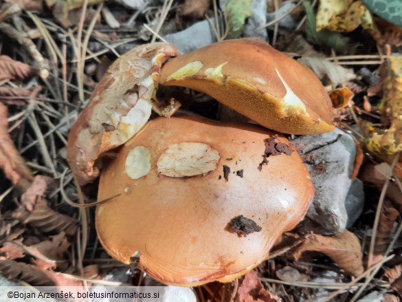 Suillus granulatus