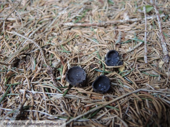 Pseudoplectania nigrella