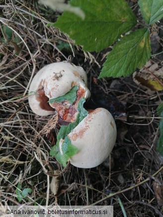 Ganoderma carnosum