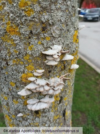 Schizophyllum commune