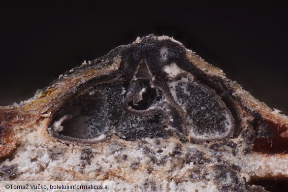 Oligostoma insidiosum