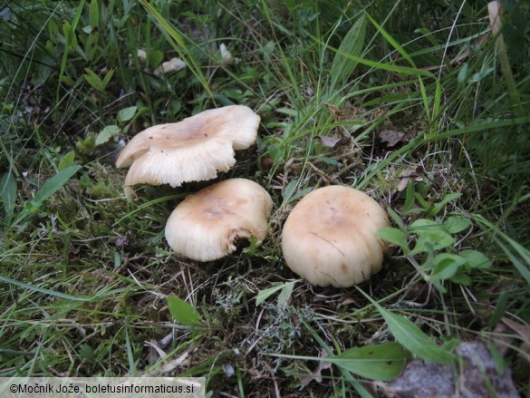 Russula subfoetens