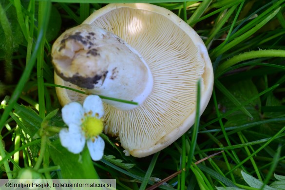 Calocybe gambosa