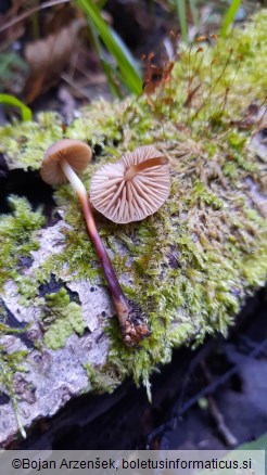 Marasmius cohaerens