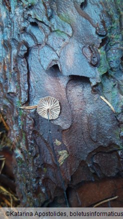 Marasmius androsaceus