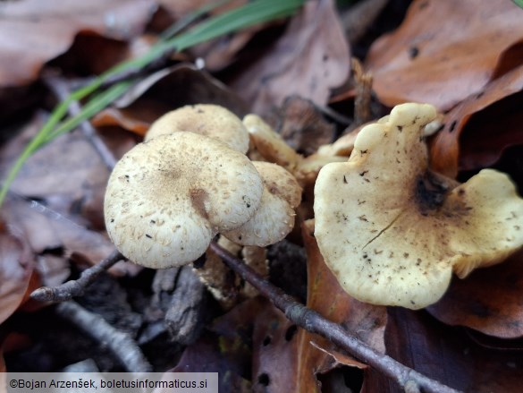 Pholiota gummosa