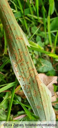 Puccinia phyllostachydis