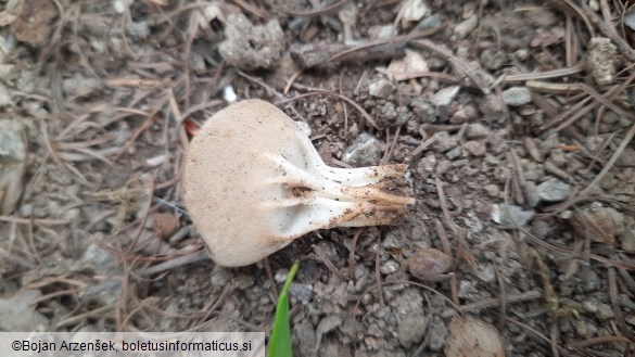 Helvella acetabulum