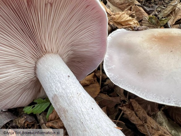 Lepista glaucocana