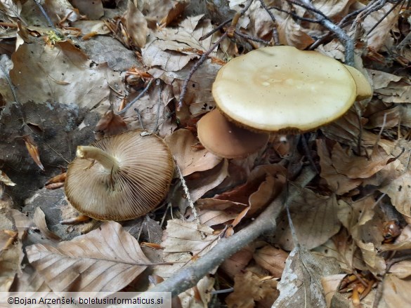 Agrocybe praecox