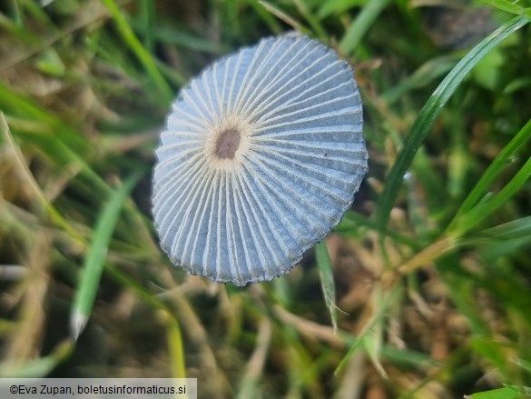 Parasola lilatincta