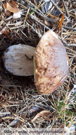 Boletus edulis