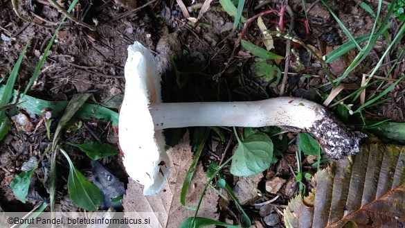 Tricholoma columbetta