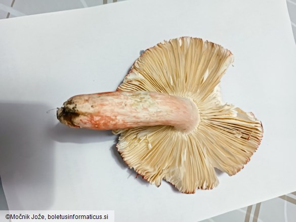 Russula lepidicolor