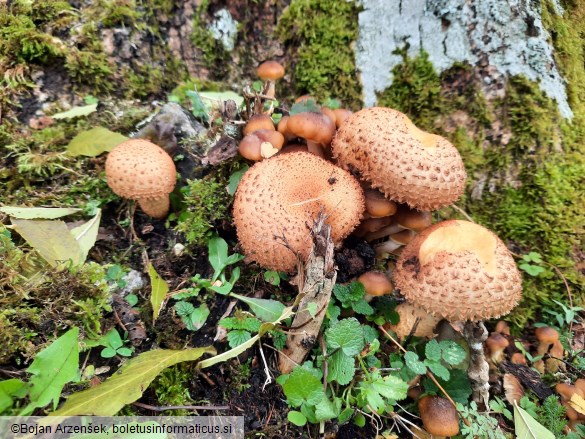 Pholiota squarrosa